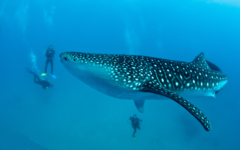 Oslob Whale Shark Watching